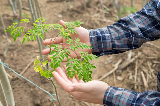 モリンガとは?その知られざる生態に注目!