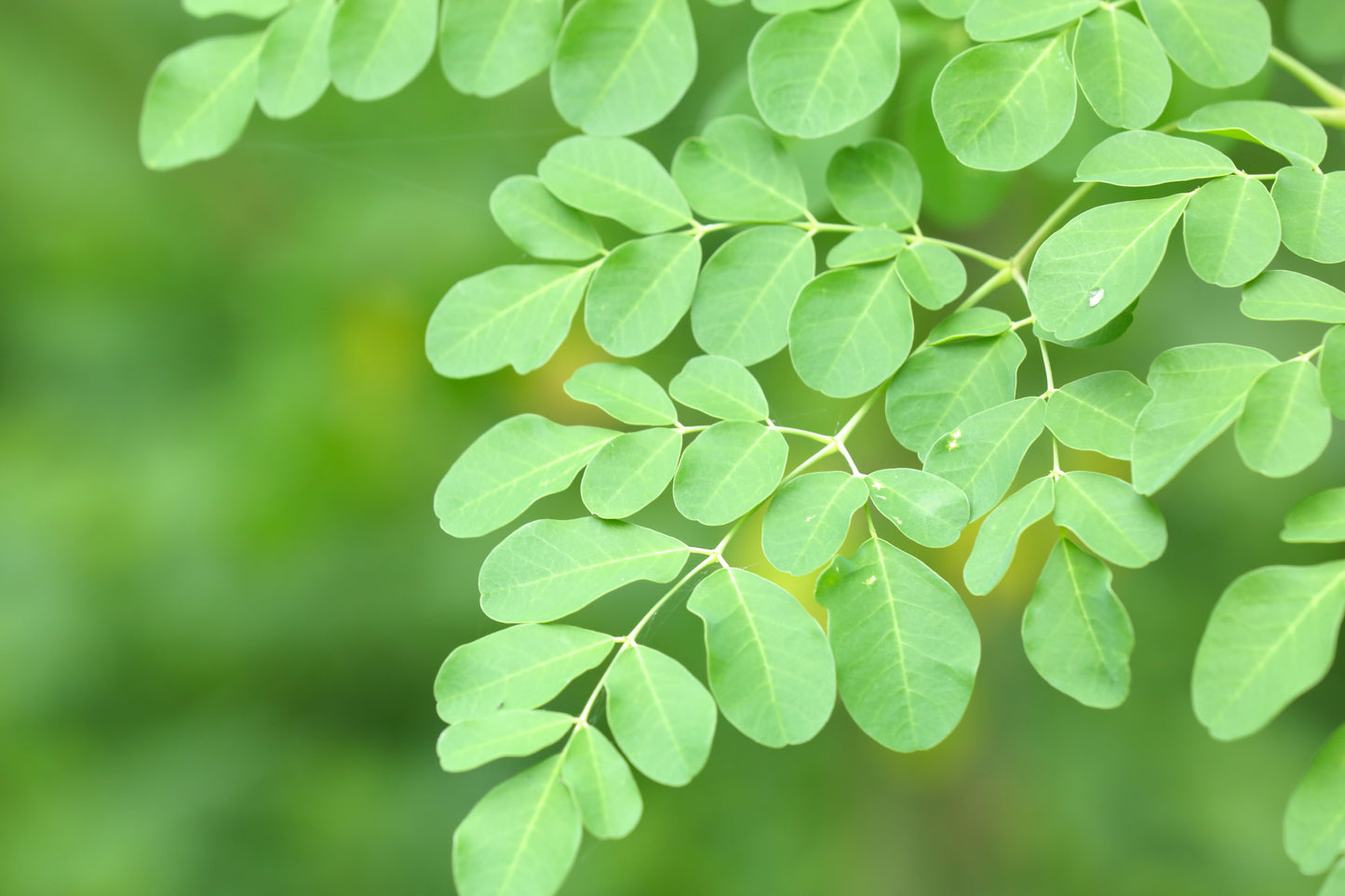 MORISOY - 定期便(15袋)